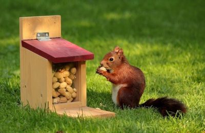 taste of the wild feeding guide