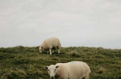clouds and sheep 2trophy guide