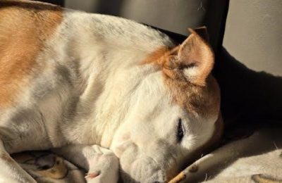 sunbeam electric blanket user guide