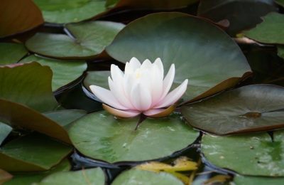 yoga sequence for beginners pdf