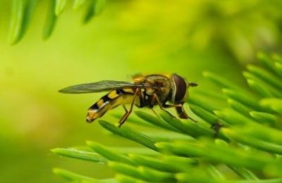 biology notes pdf